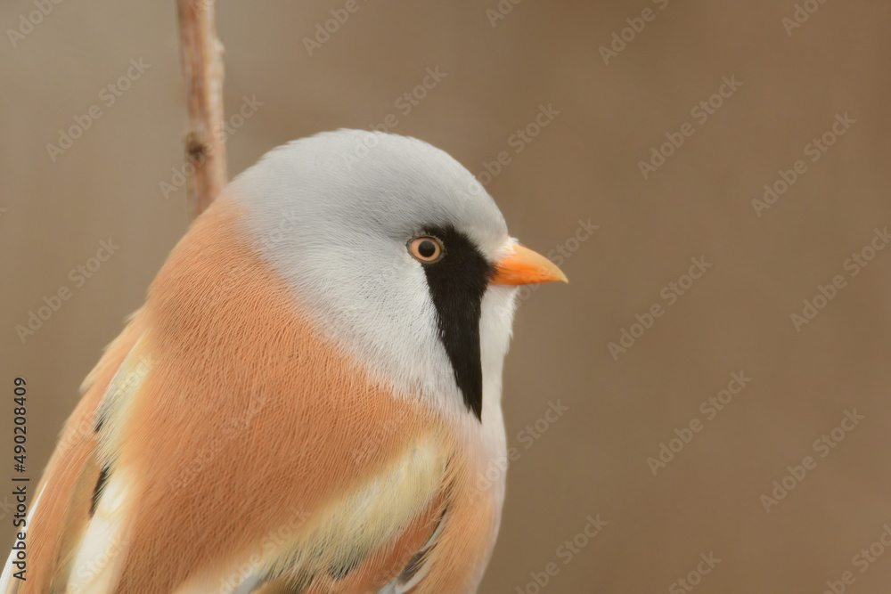 Poster closeup of whiskered tit on a branch in a field