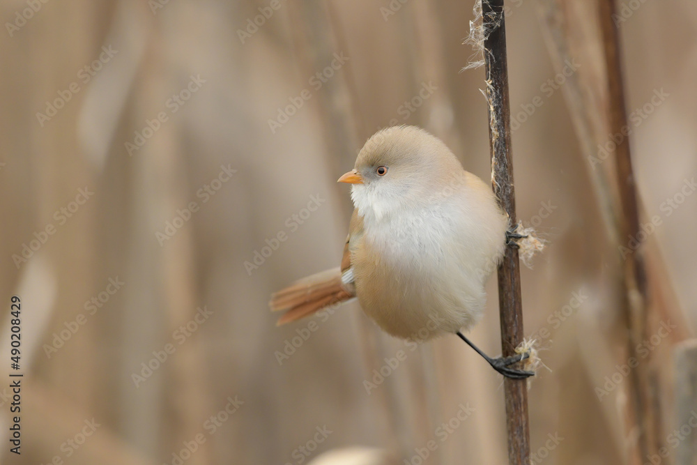 Poster closeup of whiskered tit on a branch in a field