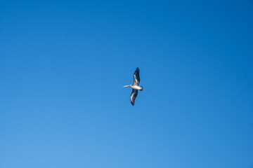 Pelicans Aguadilla Beach Puerto Rico