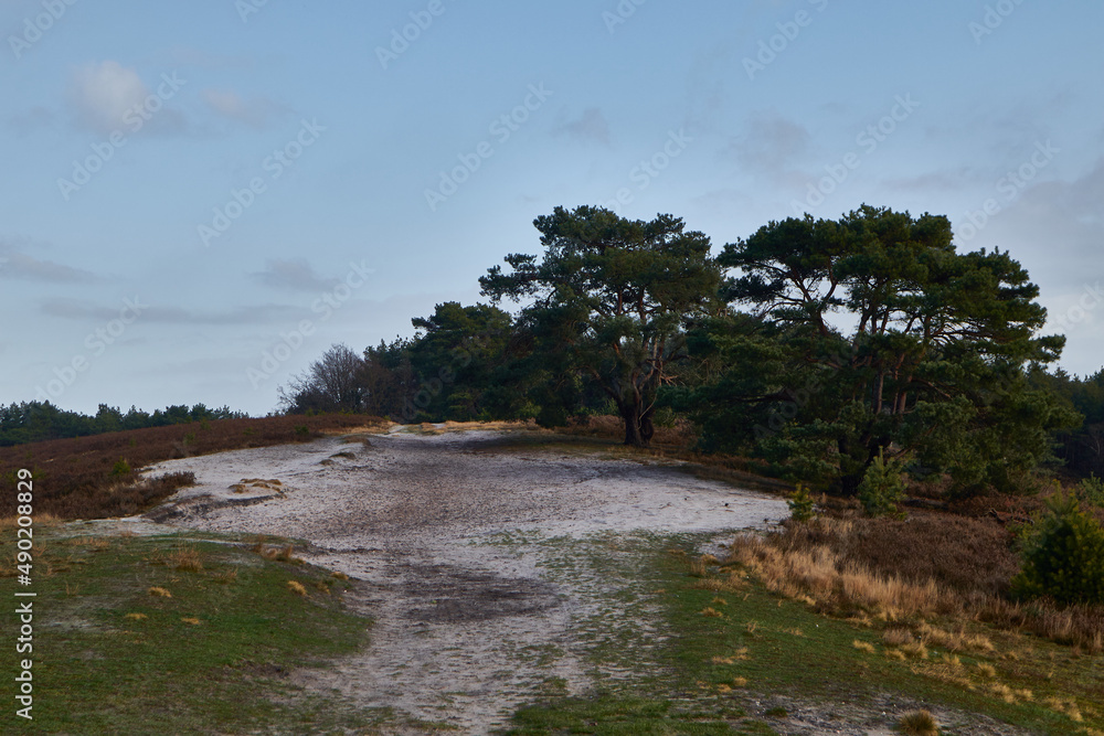 Poster path covered with snow in a park with trees and dried grasses in brunssummerheide