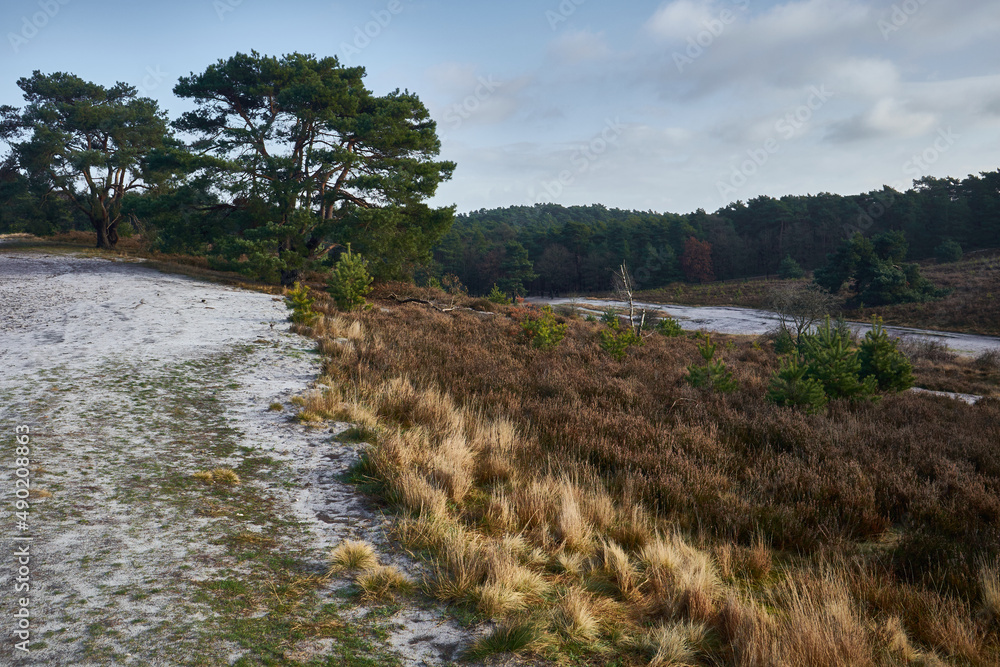 Poster path covered with snow in a park with trees and dried grasses in brunssummerheide
