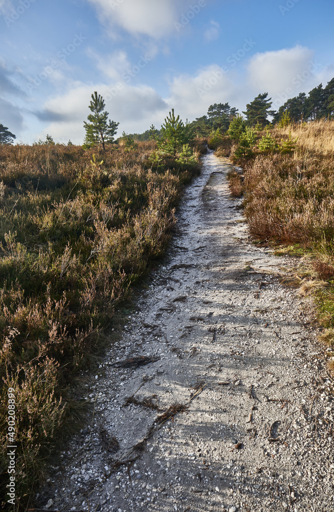Aufkleber vertical shot of a path in the middle of a park with trees and dried grasses in brunssummerheide