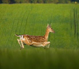 Female chital (Axis axis) running in a grassy field