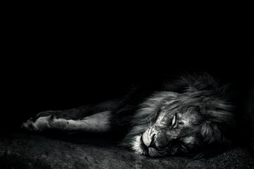 Grayscale of a lion sleeping on the ground