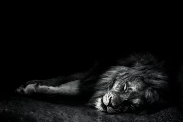 Deurstickers Zwart Grijswaarden van een leeuw die op de grond slaapt