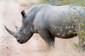 Closeup of a rhinoceros in Safari, Kruger Park