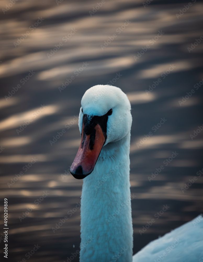 Sticker Vertical shot of a white swan on the lake