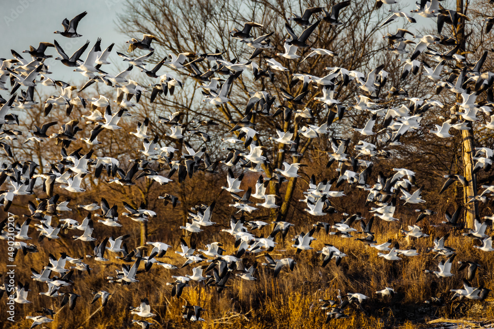 Poster scenic view of a migration of black and white cranes on a background leafless trees