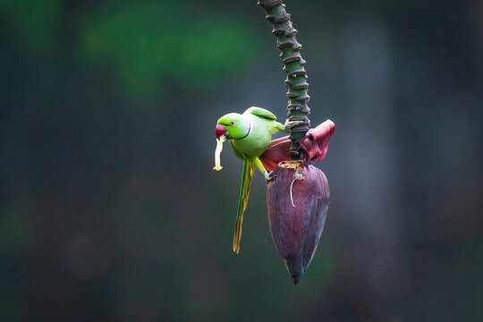 Beautiful Layard's parakeet parrot perched on a banana flower