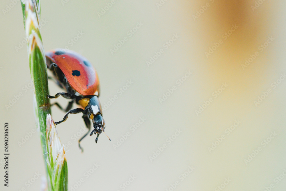 Poster closeup shot of a ladybug in a twig with a blurred background