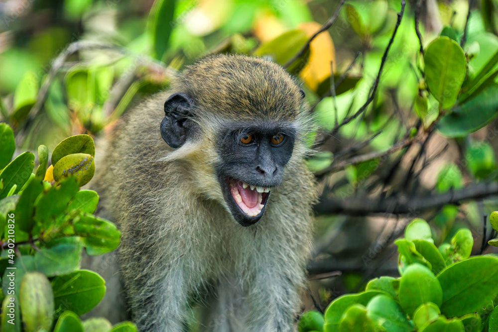 Poster closeup shot of green monkey with a funny expression sitting on a tree branch