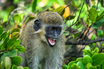 Closeup shot of green monkey with a funny expression sitting on a tree branch