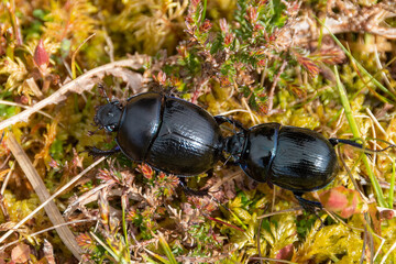 Macro shot of black Dung beetle on plants in Isle of Jura, Scotland