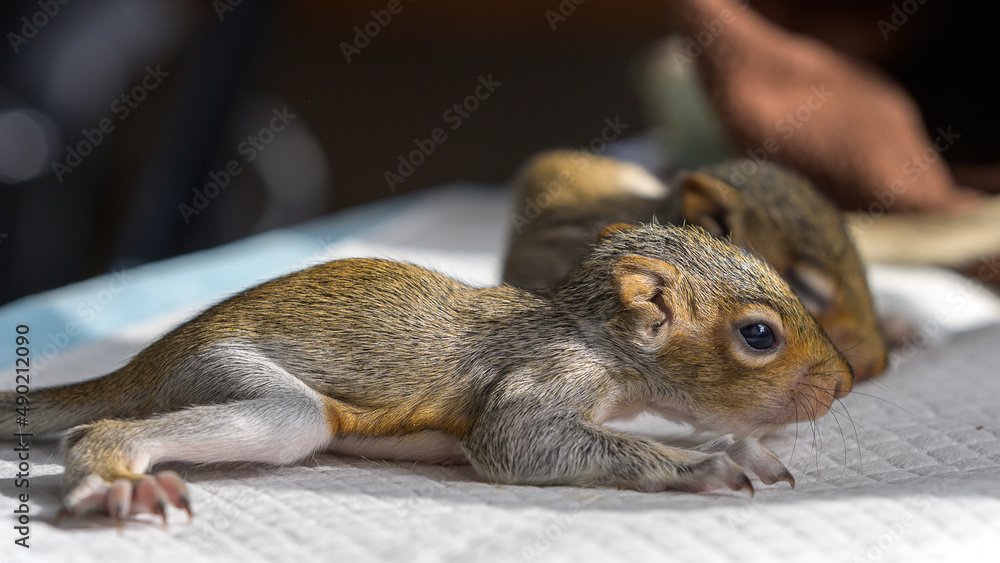 Wall mural Selective focus shot of a fox squirrel (Sciurus niger) lying on a soft surface