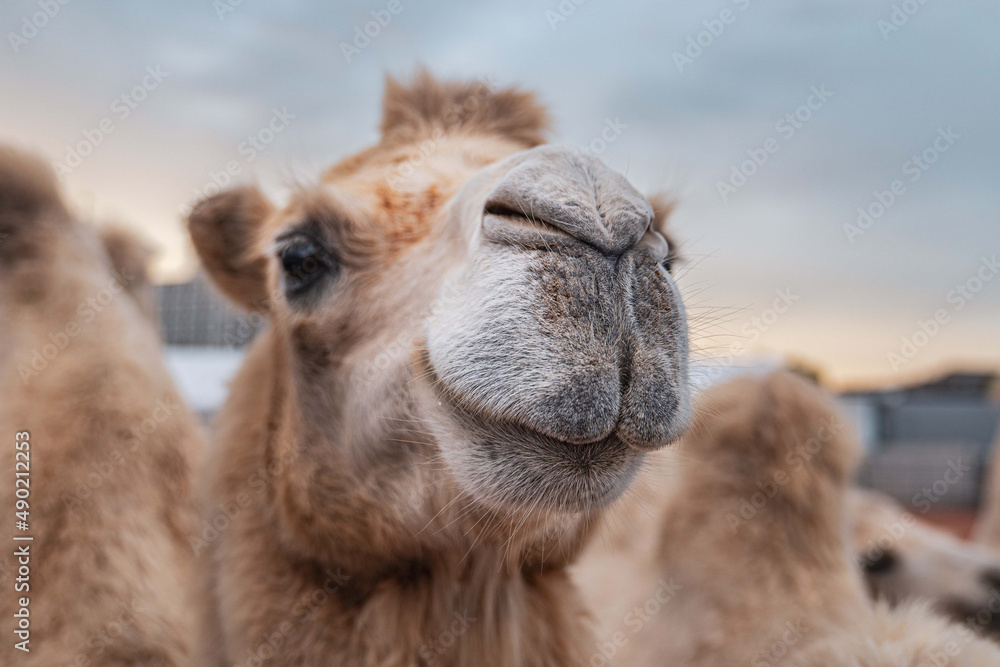 Canvas Prints closeup of camel face on a blurred background