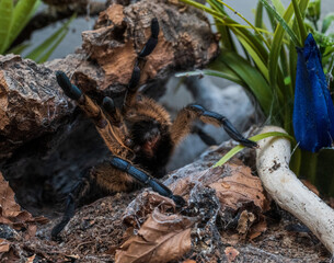Closeup of a golden blue-legged baboon spider