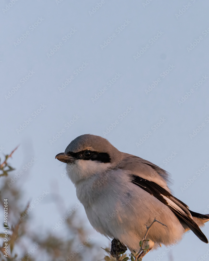 Sticker closeup of a great grey shrike with blurred trees and a blue sky in the background