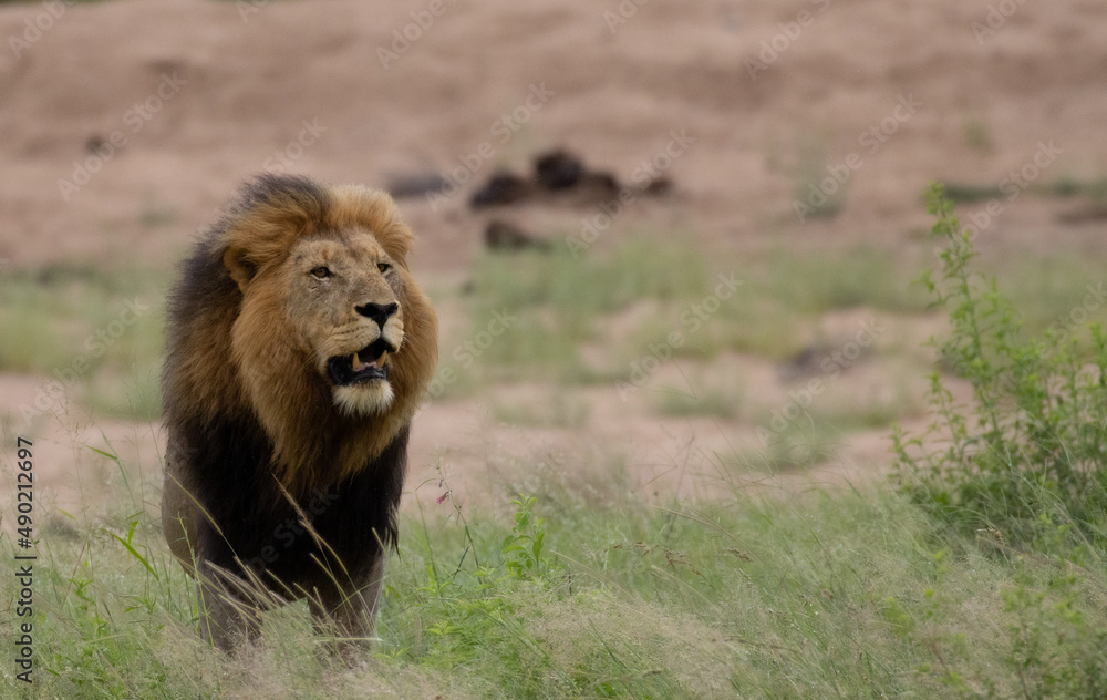 Sticker Beautiful shot of a Male lion marks his territory in a river bed with green grass