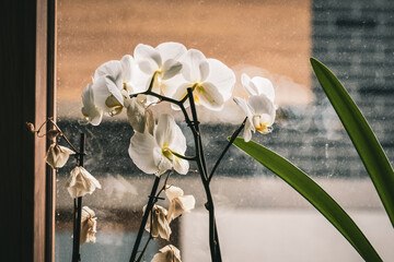 Closeup of white orchids in front of dirty window