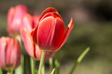 Fototapeta premium Blooming Tulip Flowers