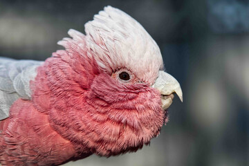 Closeup shot of pink galah on the blurry background