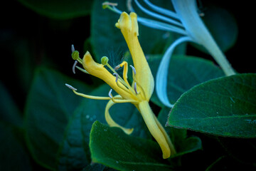 Closuep shot of yellow honeysuckle wild plants