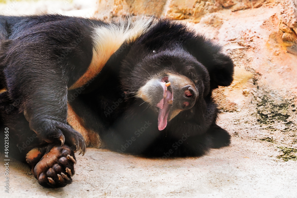 Poster View of the bear relaxing in its habitat