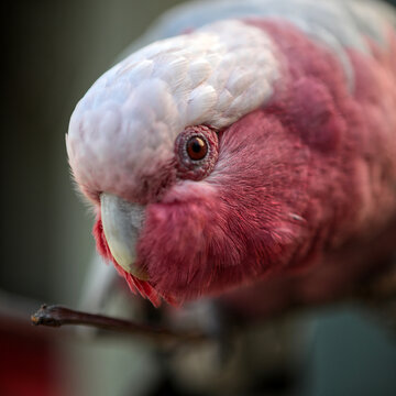 Closeup shot of a pink galah on the blurry background