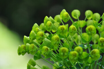 Close-up shot of Euphorbia acute flowers in a blurry background.