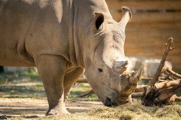 Closeup of a rhino eating grass © Natelabphoto/Wirestock