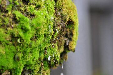 Closeup shot of snow melting down from the moss.