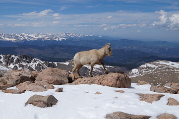Beautiful mountainous snow scenery, one sierra nevada bighorn sheep standing on a rock - obrazy, fototapety, plakaty