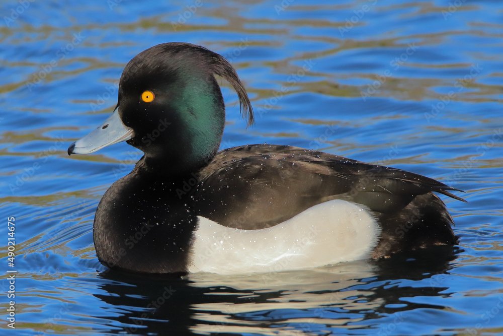 Poster tufted duck (aythya fuligula) swimming in the lake