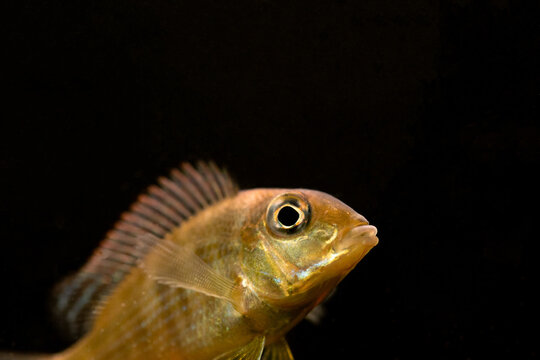 Closeup shot of a geophagus fish in the aquarium