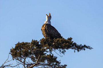 Southern bald eagle standing in the tree and whistling high-pitched
