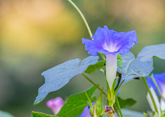 Close-up shot of a blue Glory flower in the garden with blurred background © Yadvendra Kumar/Wirestock