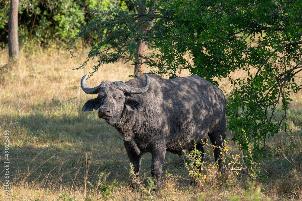 Sticker closeup of an african buffalo