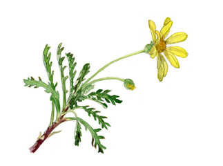 花の水彩画ユリオプスデイジー