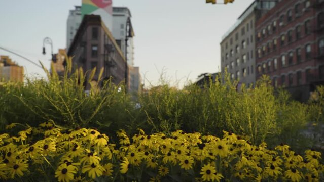 Flowers in New York City