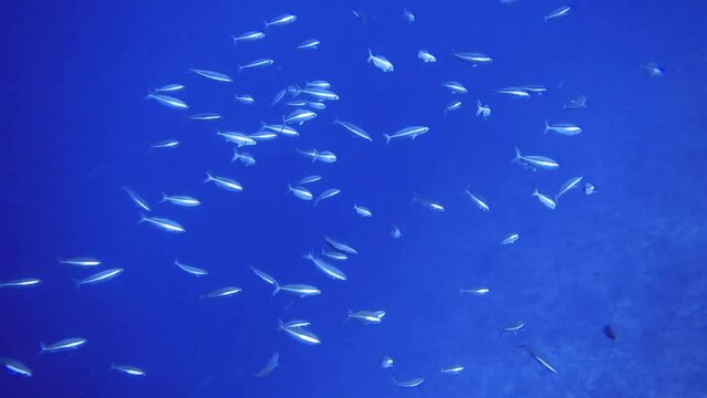 underwater seascape of flock the white fishes, Maldives