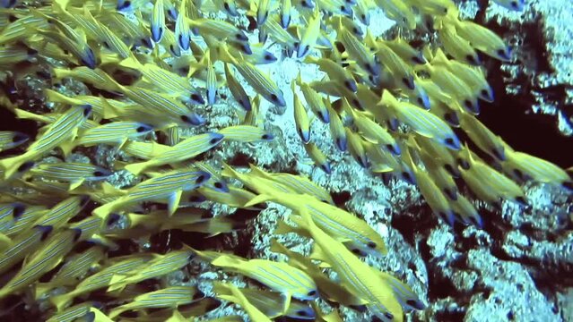 group of different types of fishes swim near rocks on bottom of sea, Maldives