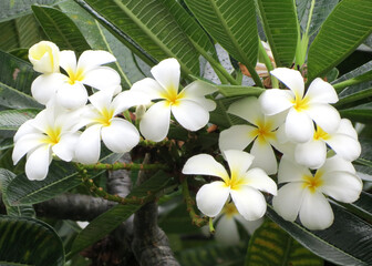 Obraz na płótnie Canvas Bunch of Madagascar Palm flowers