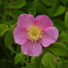 Close-up of Prairie Rose Flower in the rain