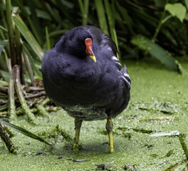 Closeup of the common moorhen in the marsh. Gallinula chloropus.