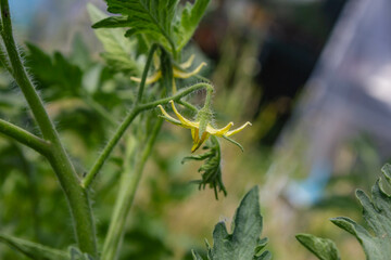 flor de tomate en la huerta orgánica sobre un fondo verde difuso