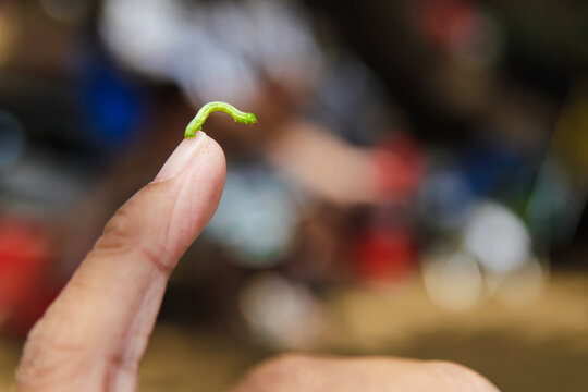 hand holding an inchworm