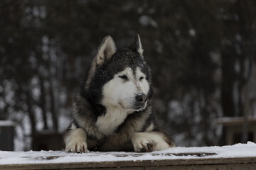 siberian husky in snow