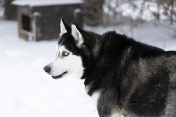 siberian husky dog