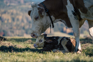 Cute cow with its calf in a sunny meadow - obrazy, fototapety, plakaty