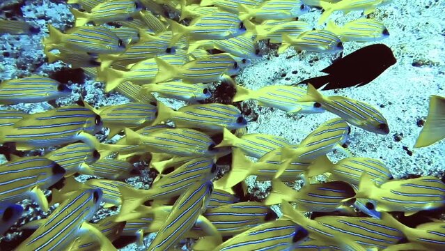 flock of yellow white-lined fish close rock on bottom of sea, Maldives